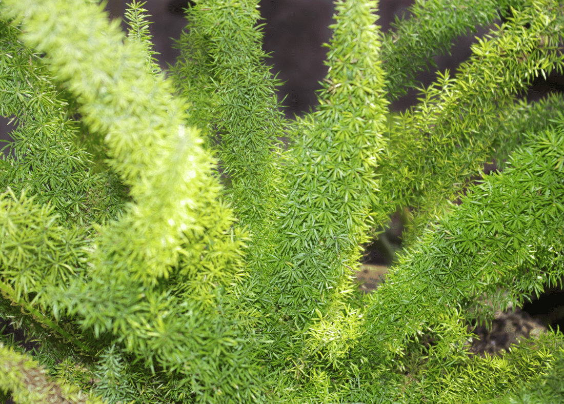 Asparagus fern